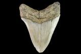 Fossil Megalodon Tooth - North Carolina #109666-2